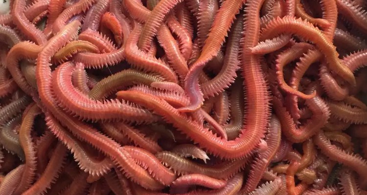 海蚯蚓的养殖方法