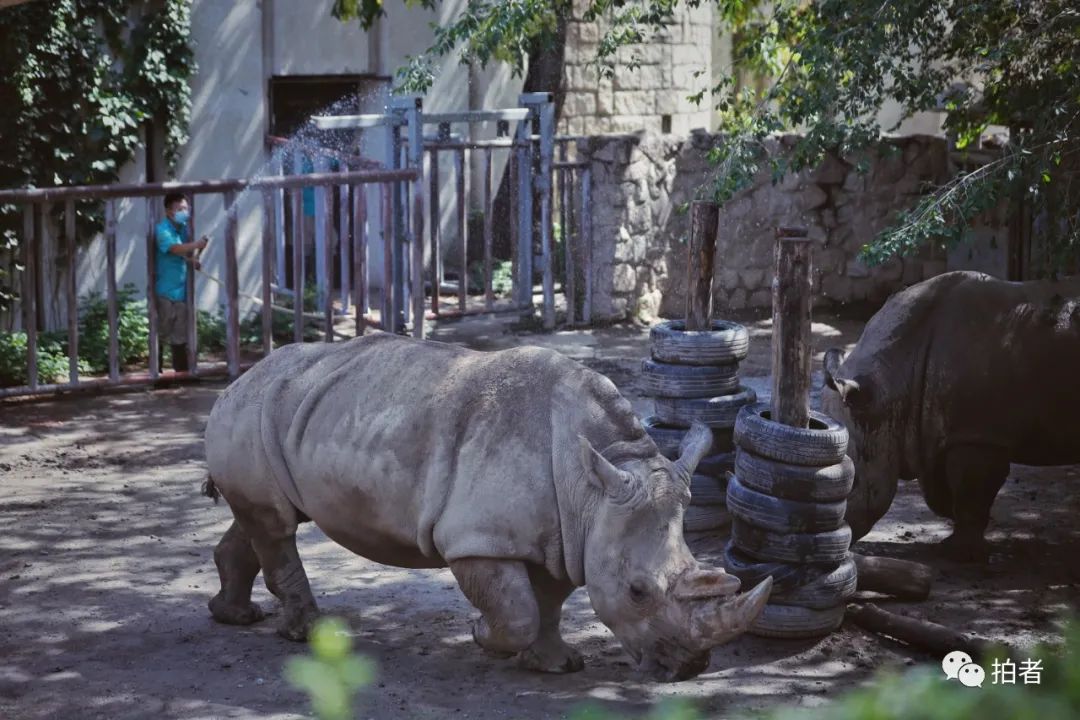 北京动物园犬科动物馆图片