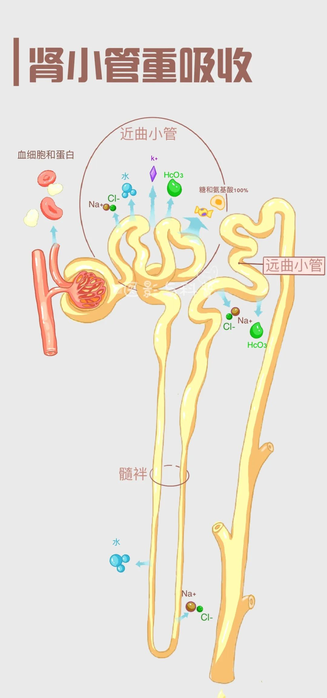肾单位与肾小管重吸收的医学壁纸概览