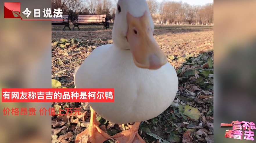 《今日说法》解读王珞丹微博寻鸭事件;北京一男子醉驾撞车致2人死亡