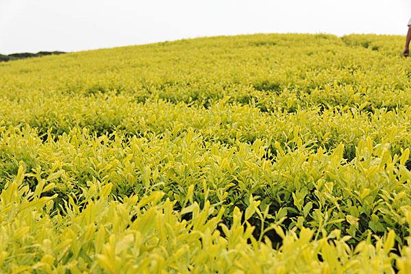 黄茶有哪些品种