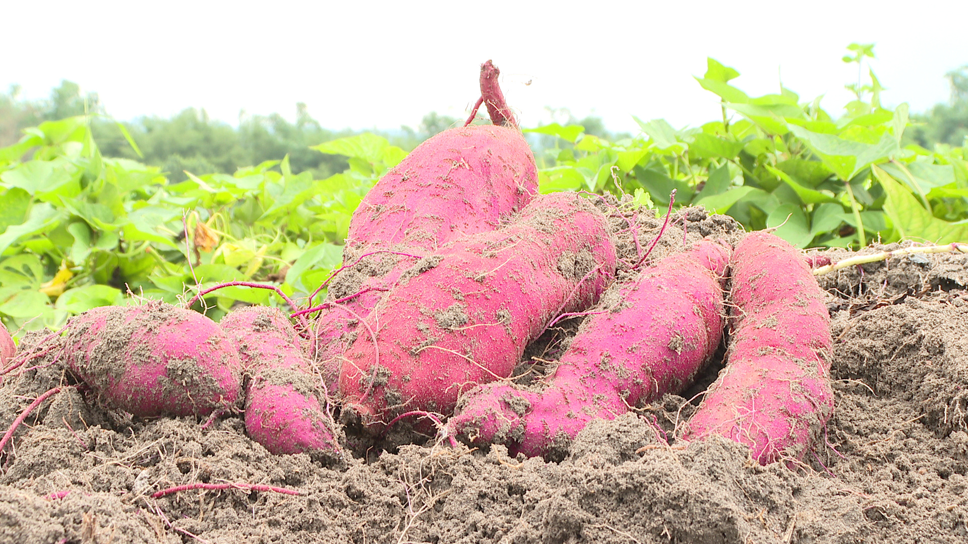 高淀粉红薯品种图片