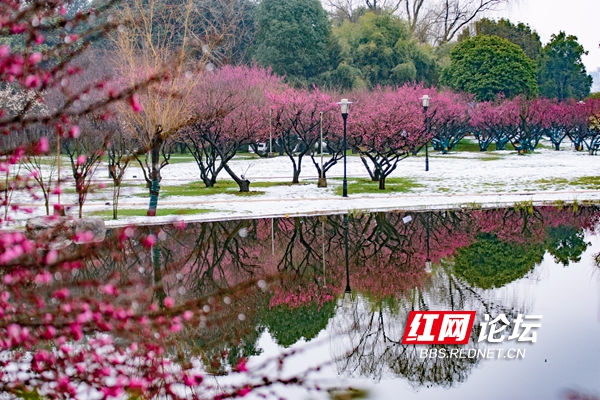 橘子洲头雪景图片