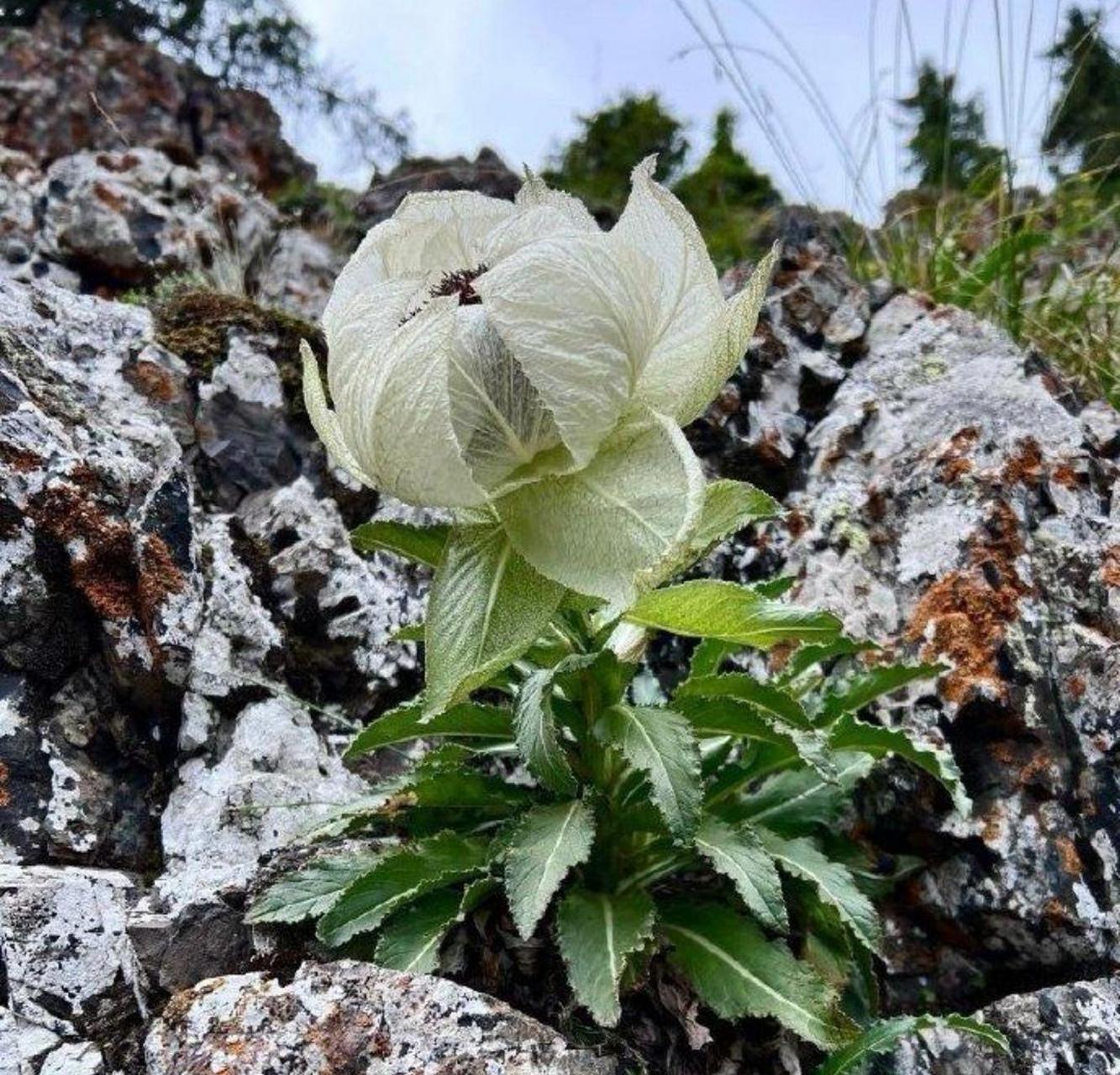原来真的有天山雪莲[吃鲸]