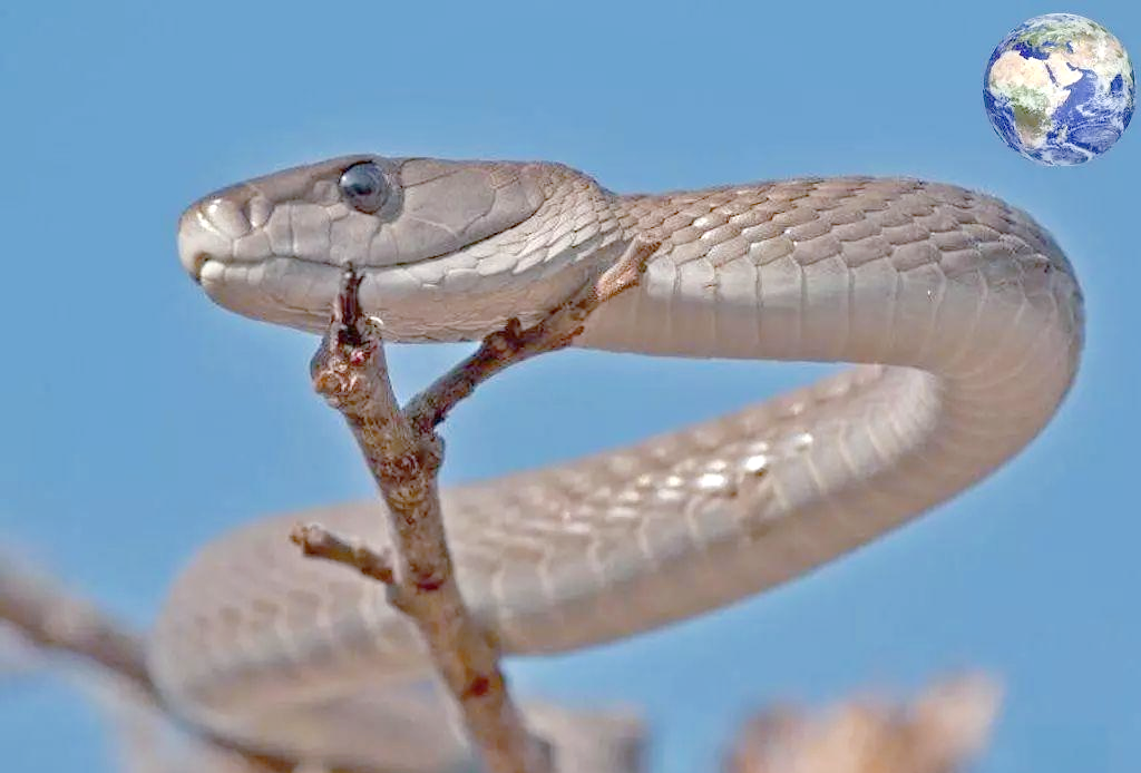 探秘非洲毒蛇界的黑曼巴家族及其非凡成员