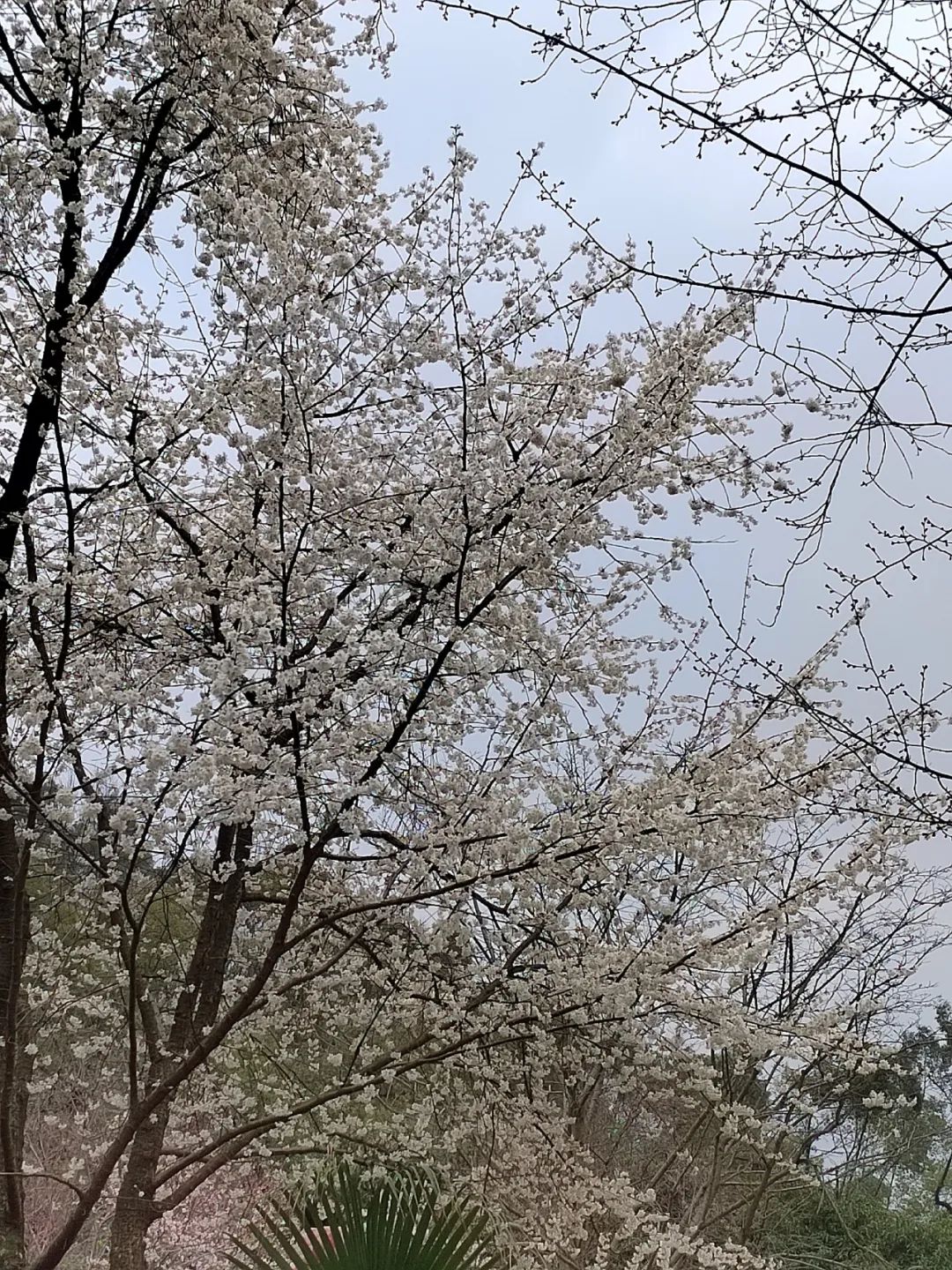 漫步公园中会发现,不少带娃的年轻夫妇都喜欢推着婴儿车在公园中漫步.