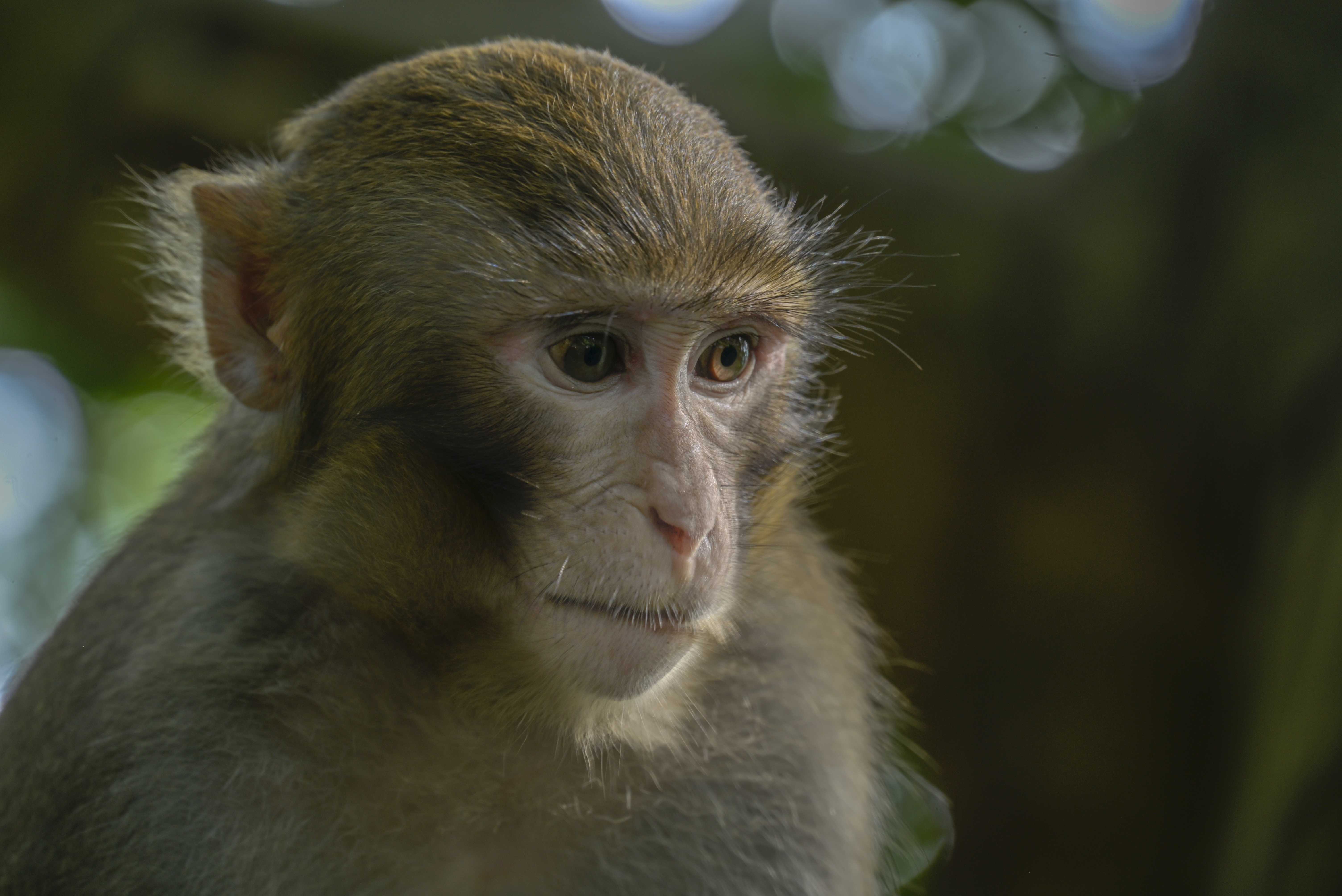 塘朗山有猴子吗?塘朗山的猴子在哪个位置