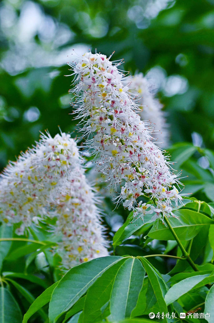 情报站|你认识它吗?济南千佛山七叶树开花,花形独特等你来打卡