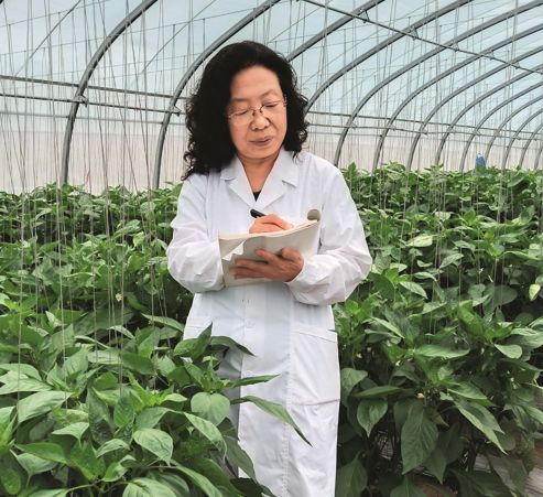 党代表风采|王秀芝:面向主战场,用科技打造蔬菜"芯片"