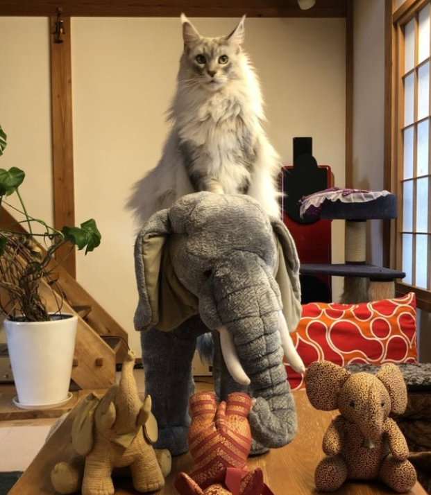 主人打开监控,发现猫咪在家盯着一颗猫砂看了整整30分钟 主人打开监控,发现猫咪在家盯着一颗猫砂看了整整30分钟