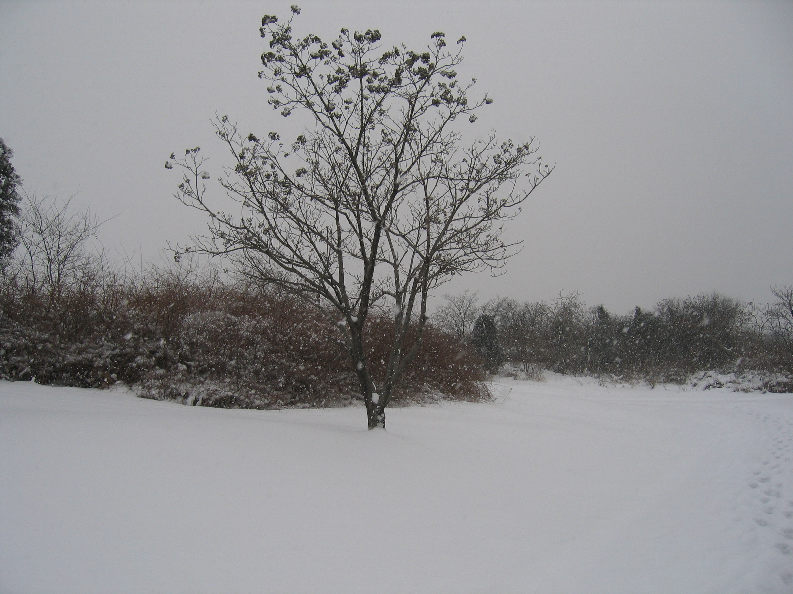 老照片2005大连甘井子樱花街(圈里——大化一宿舍)小编c723船船老长