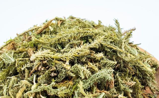 伸筋草配伍鸡血藤,可有效缓解痛风发作时的红肿热痛