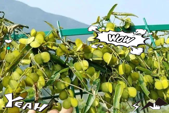 风车子:一种具有独特果实形状和药用功效的植物