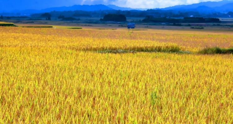 金灿灿的稻田像什么比喻句
