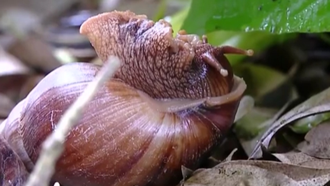 广西南宁:雨后成群出现非洲大蜗牛 千万别碰它