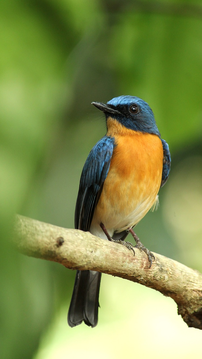鸟:人,远点拍,近显胖