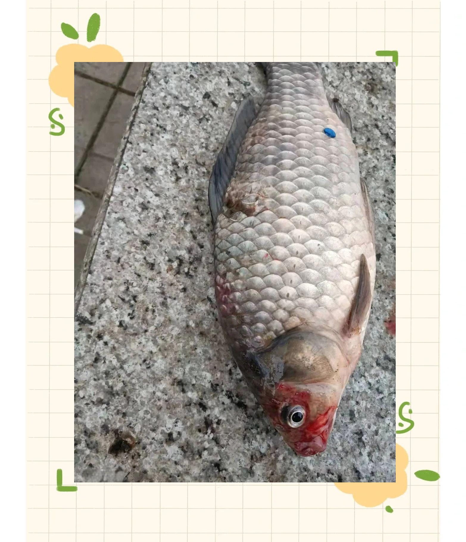 鱼嘴及体表肿胀发炎的多种可能原因及防治方法