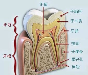 只是拍片是不是就能诊断患有牙髓炎?