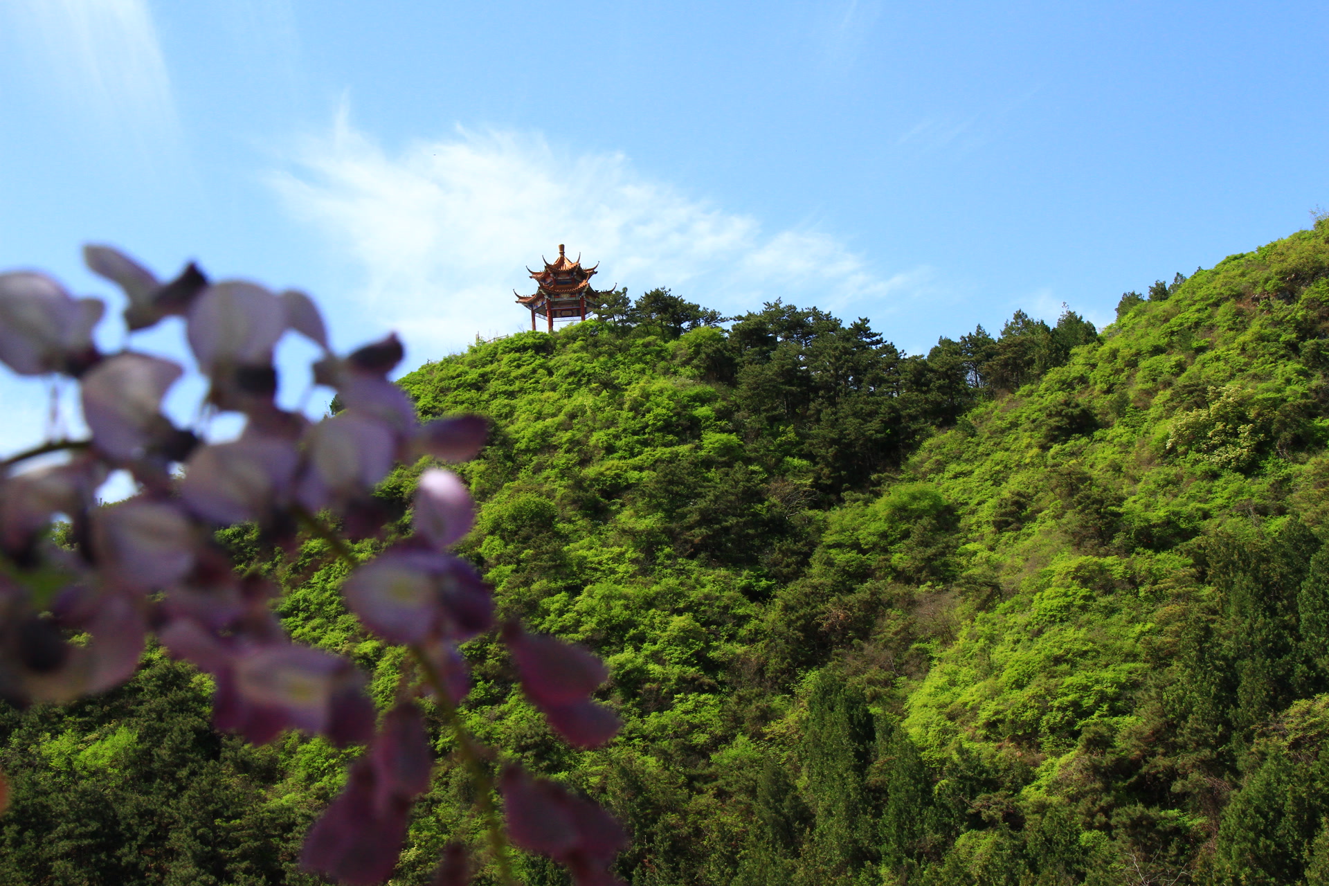 能赏紫藤花,还能登山徒步,怀柔圣泉山五一迎客来