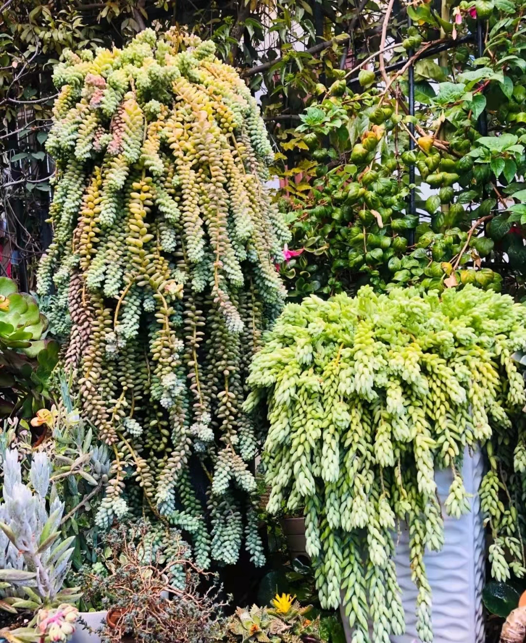 象牙玉多肉植物图片