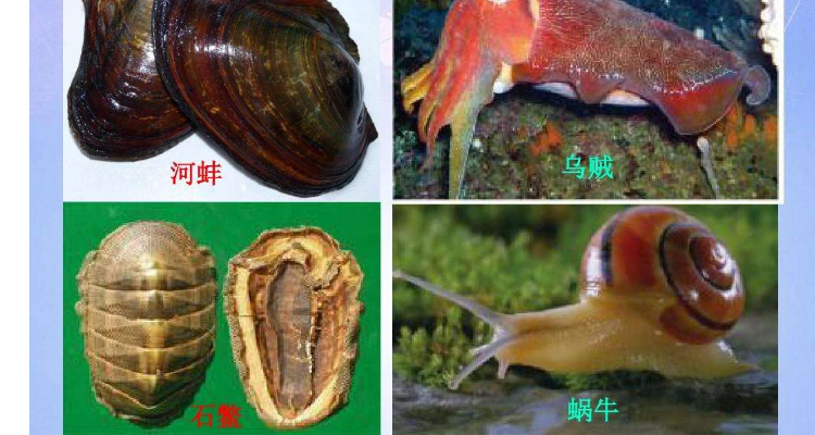 软体动物的主要特征