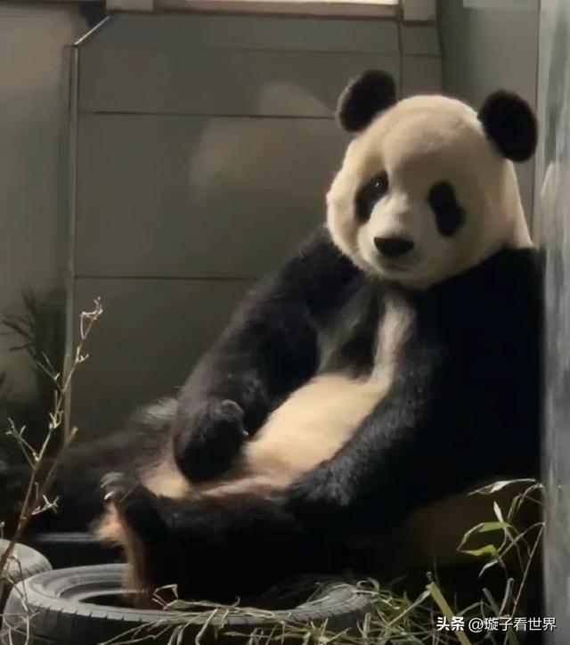 大熊猫龙古家族,一脉单传,成员不多,稳定输出美貌!