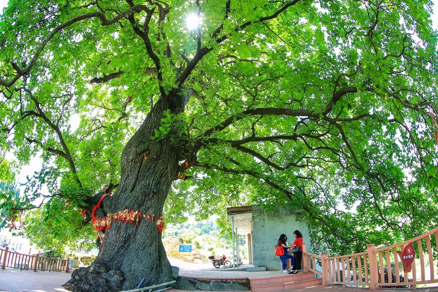 盘一盘雅安古树名木,桢楠王比它"年轻"1000岁只能排第三