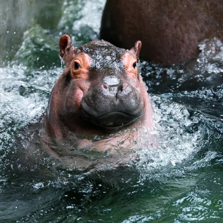 在"奶妈,奶爸"们的悉心照料下 现在满百天的小河马健康又可爱 线烧鼢