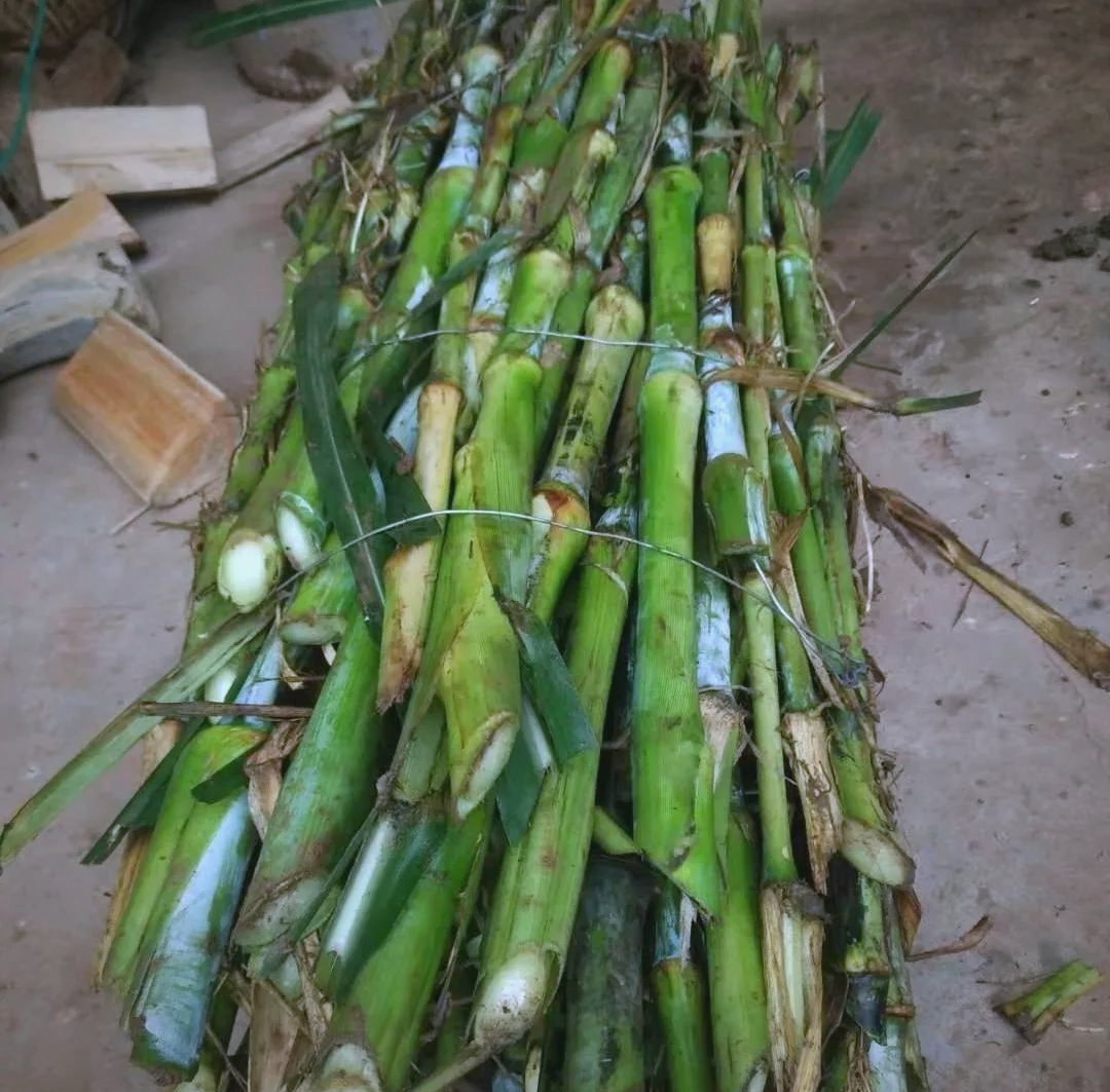 皇竹草的高效种植与养殖应用全攻略