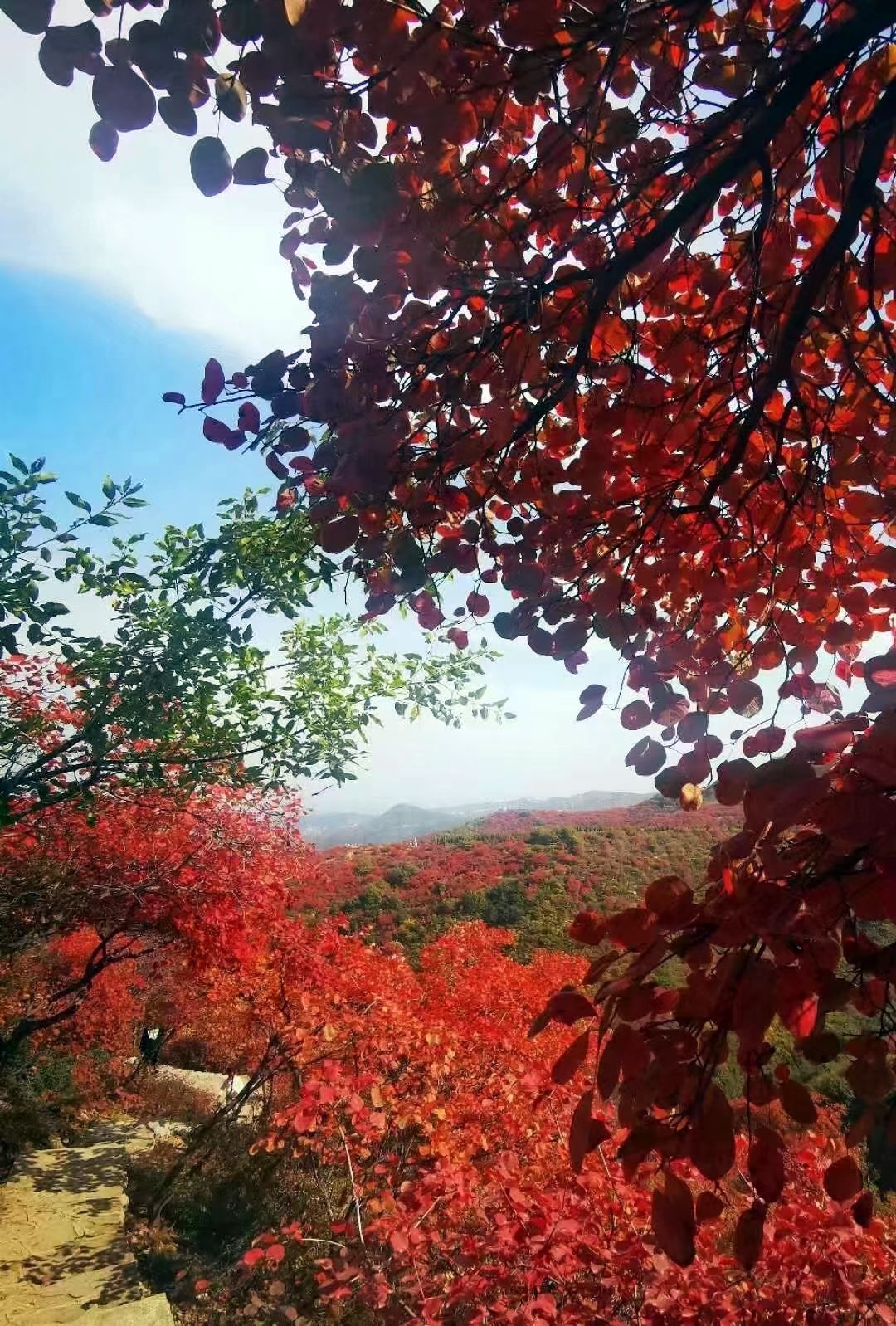 郑州至巩义长寿山赏红叶直通车10月14日开通