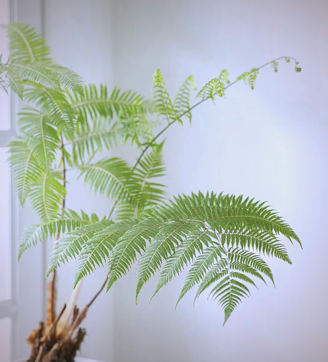 金丝猴蕨养护全攻略:探索美,自然与生命的和谐之旅