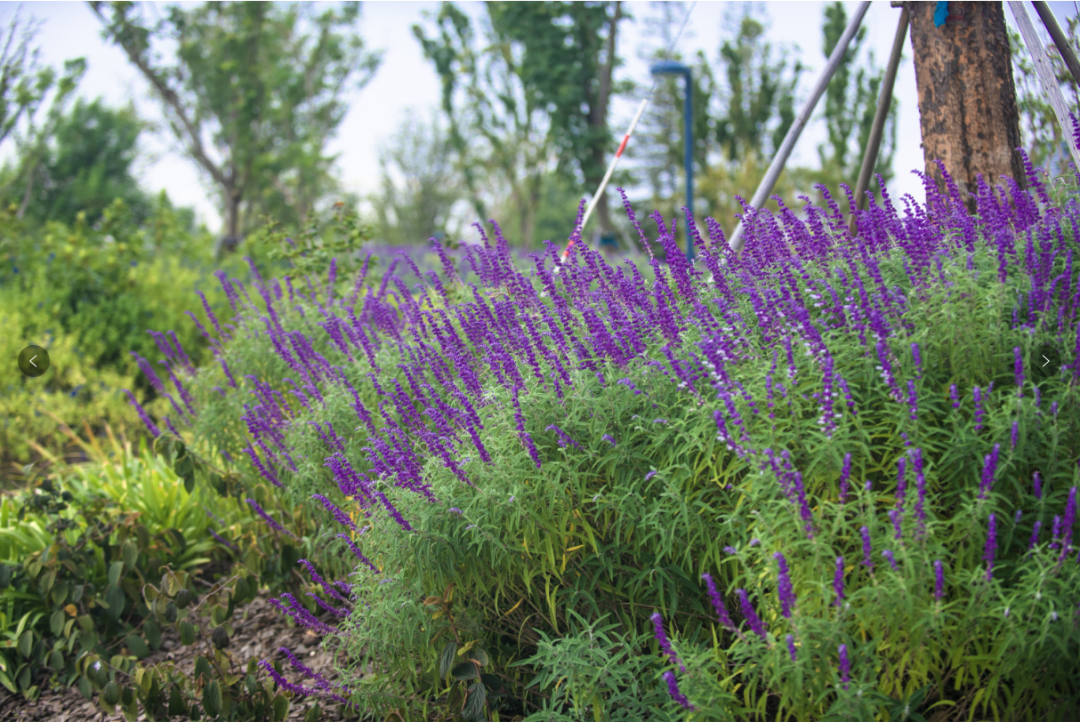 「便民小贴士」秋日的墨西哥鼠尾草开出浪漫紫色花海,这些公园可打卡