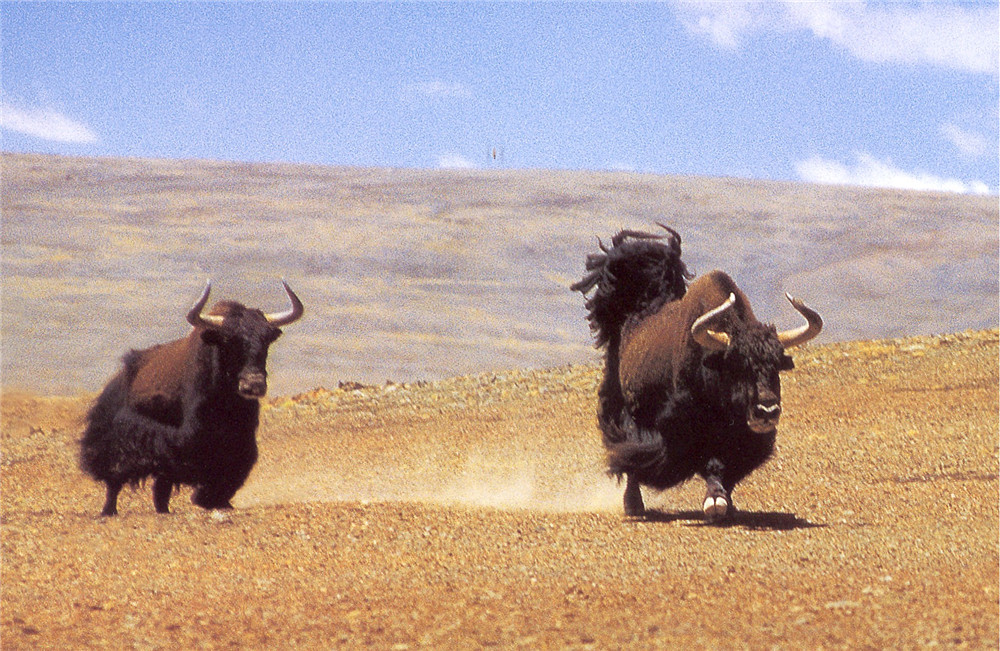 牦牛奔跑速度图片