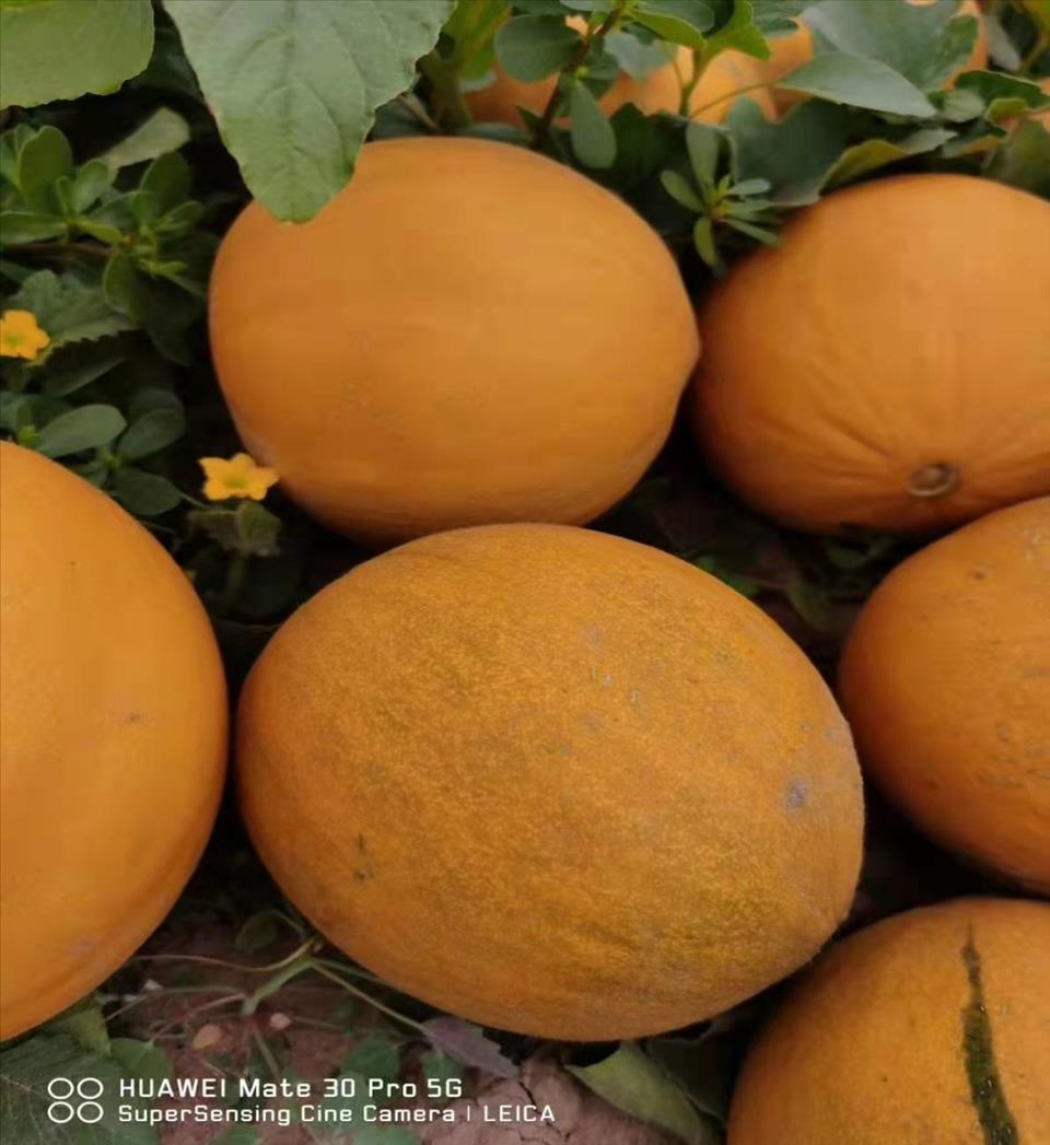 春秋冷棚多层覆盖 磴口县华莱士瓜长势喜人