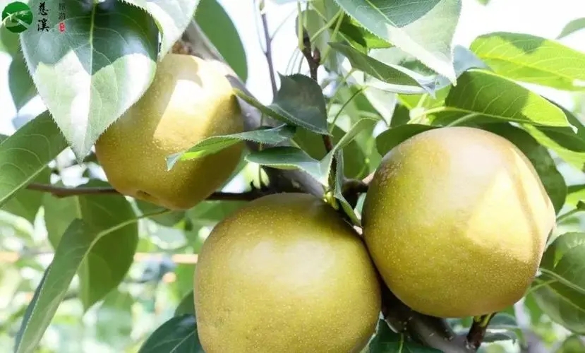 宁波市代表特色水果