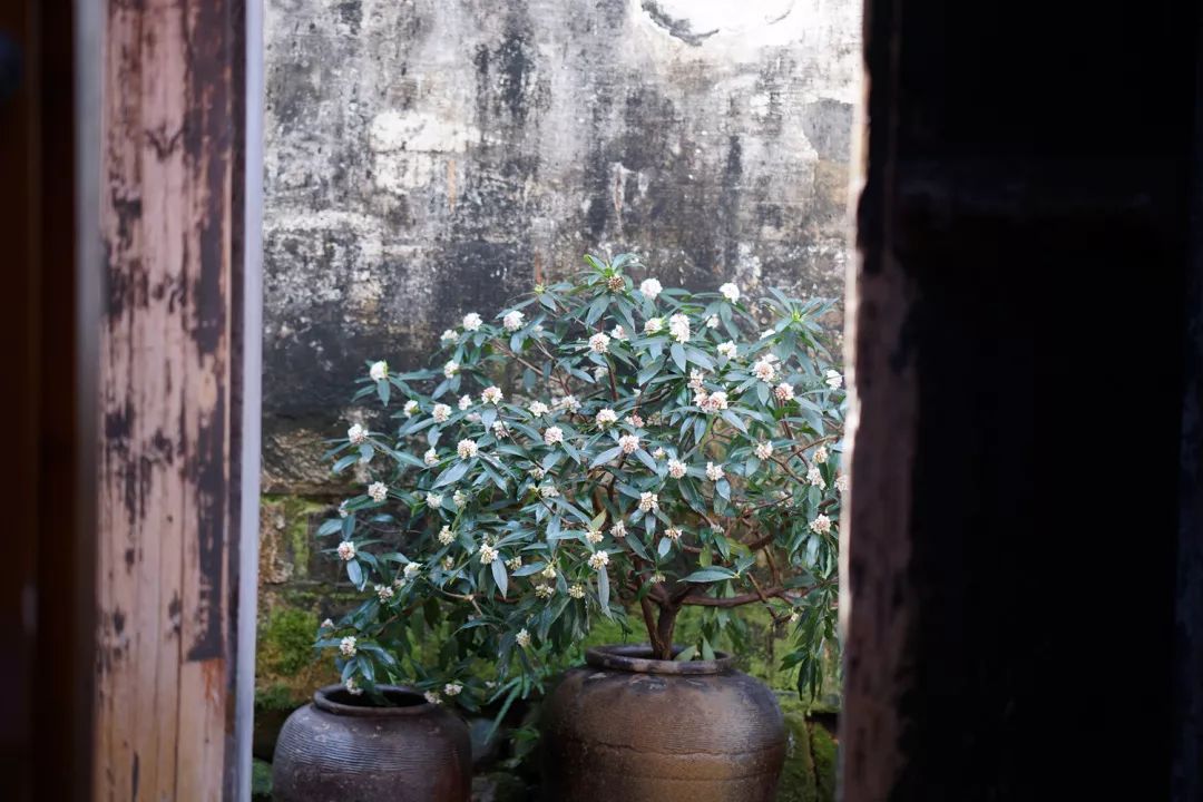 这对夫妻在徽南租下一个老宅,把日子过得又慢又美