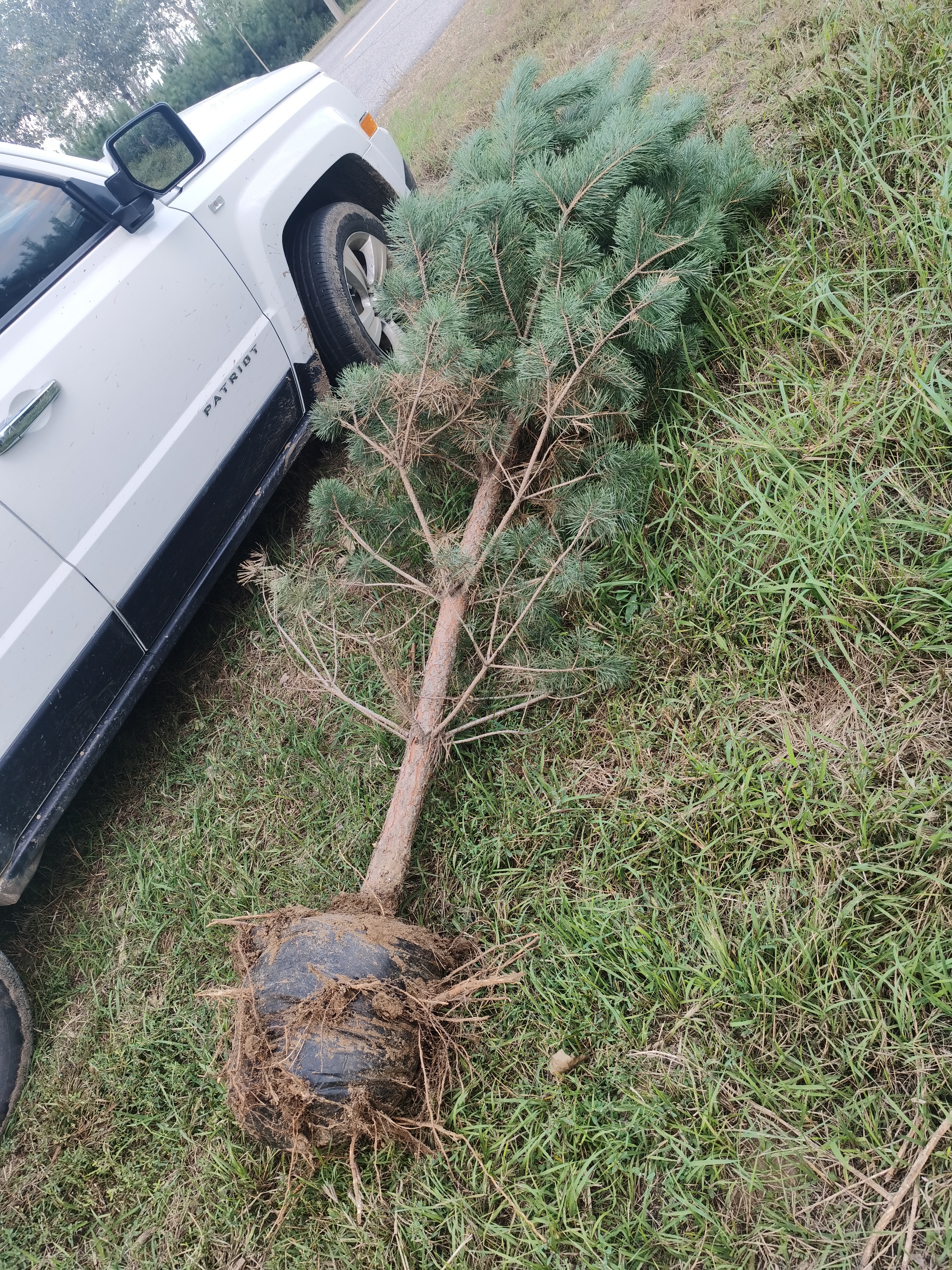 樟子松,油松,3米到5米大容器树.40,50,60,70,80大杯控根器苗