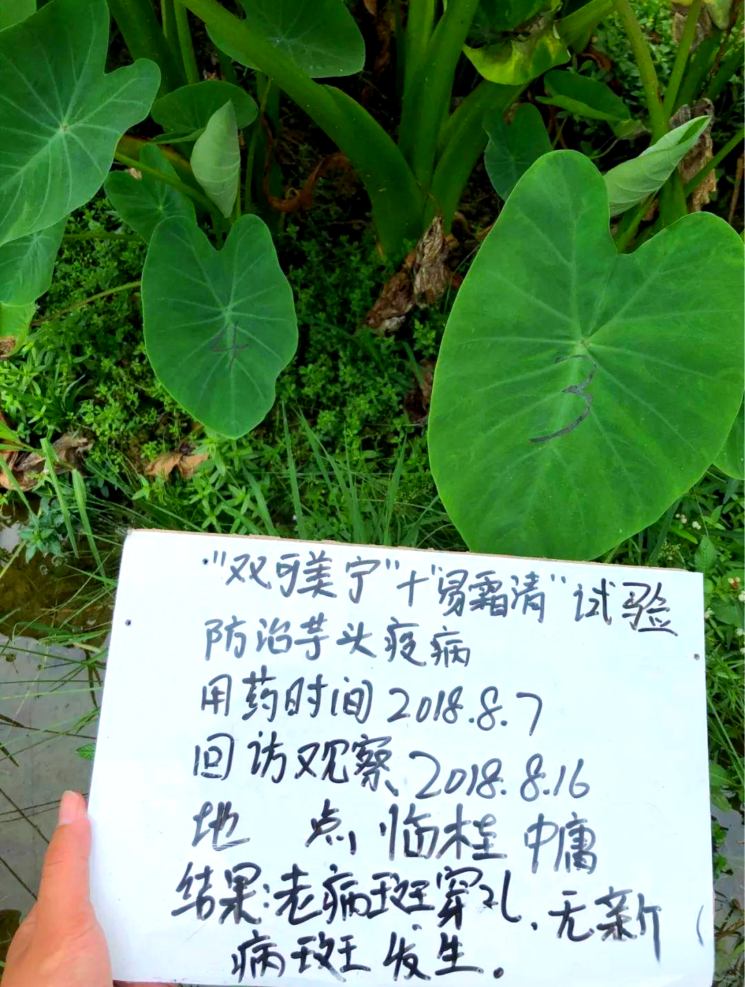 芋头疫病防治新突破,选对药水效果高