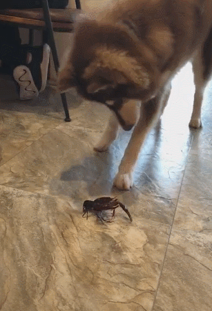 阿拉斯加大战小龙虾,狗狗多次试探却很无奈:该咋吃到嘴里呢?