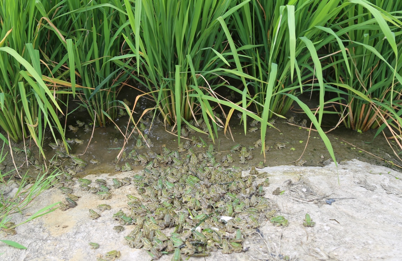 麻江县顺利实施稻田青蛙"植保卫士"省级项目