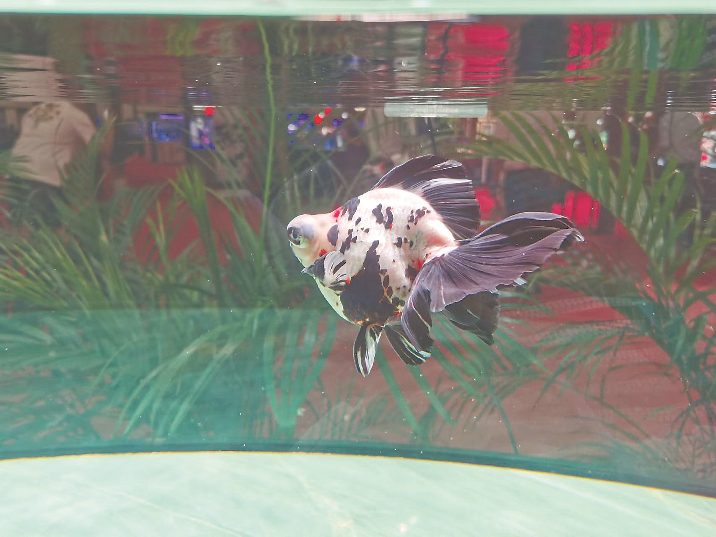 第六届中国(福州)金鱼大赛揭榜 62尾获奖金鱼惊艳渔博会