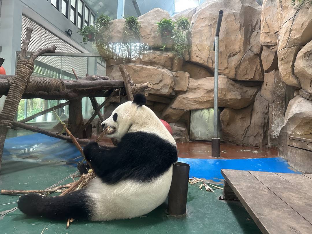 走进成都动物园:神奇动物在成都 打造城市里的"自然窗口"|生物多样性