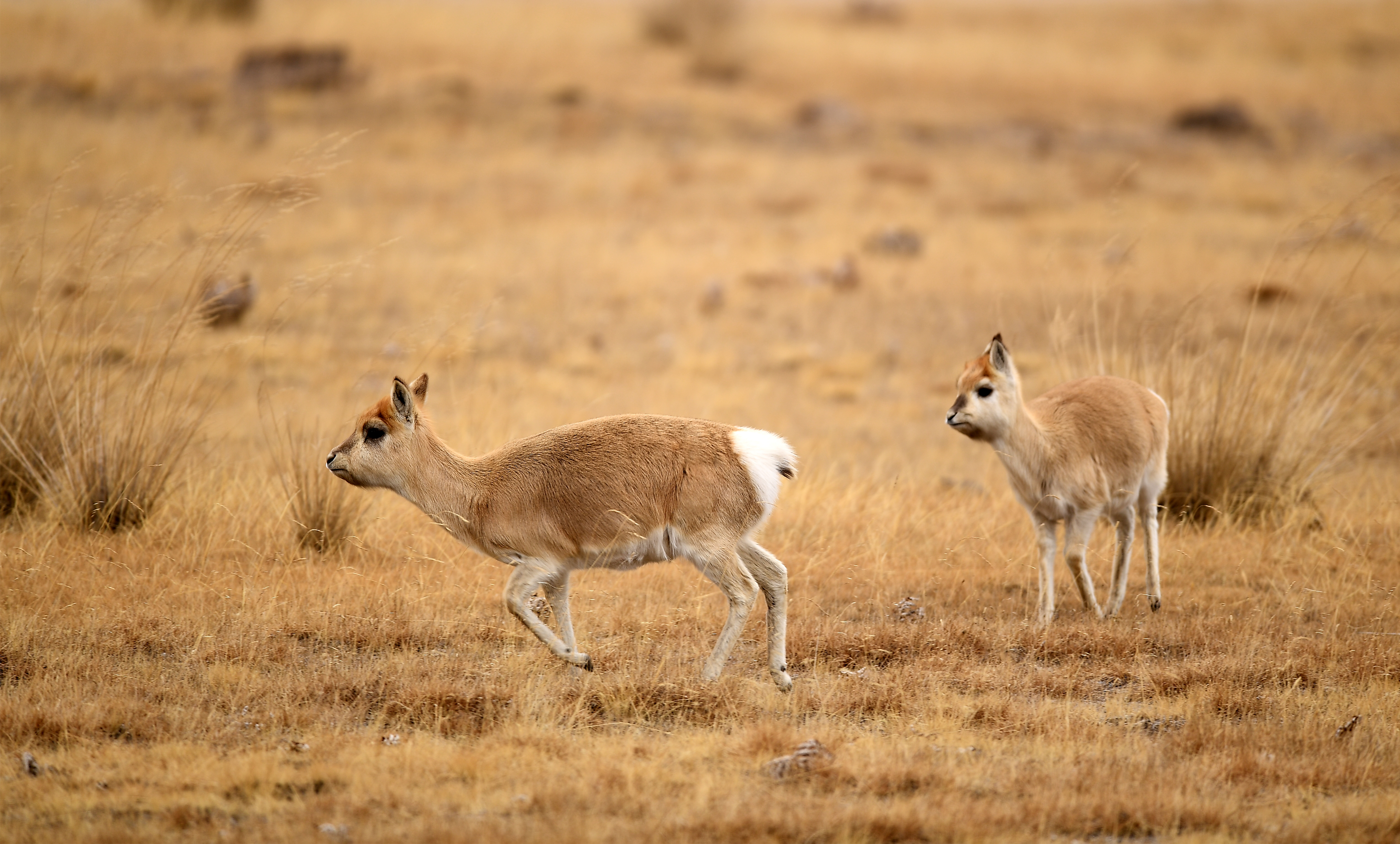我这么可爱,有没有萌到你?
