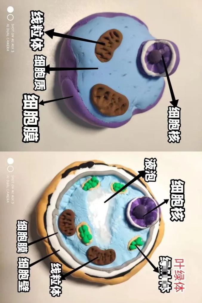 动物细胞结构图黏土图片