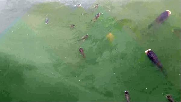 吉安:水体缺氧 庐陵生态湖出现大量"浮头鱼"