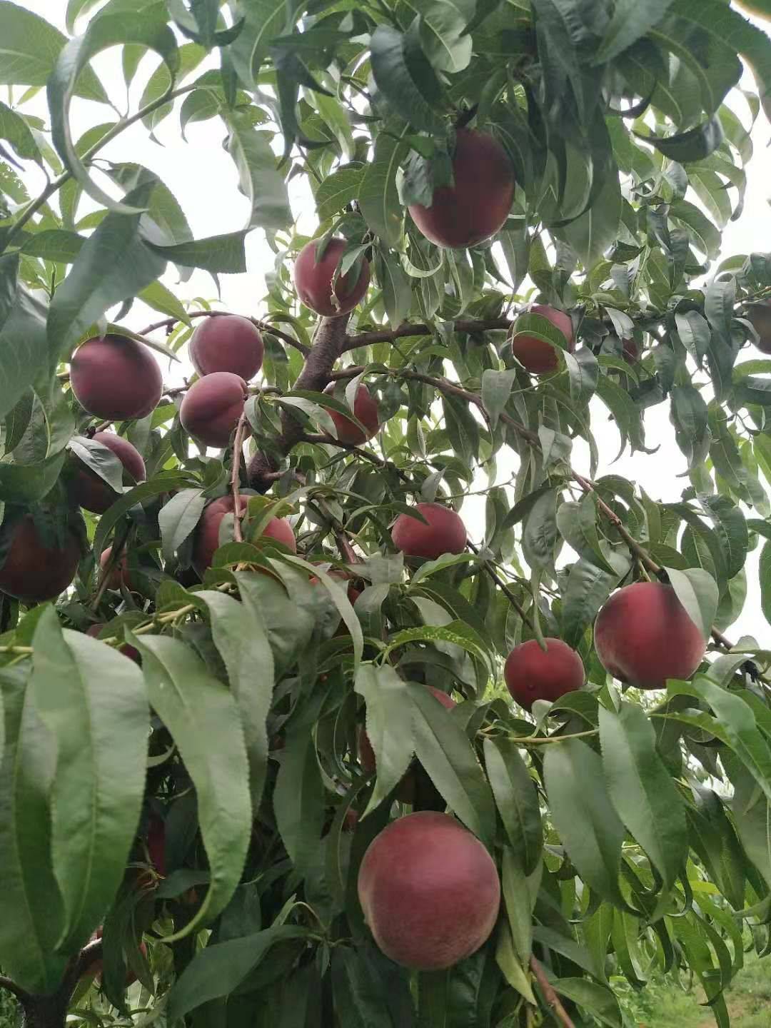家中有空地的种几棵果树,抗旱耐冻好养活,让你"桃"不掉的美味