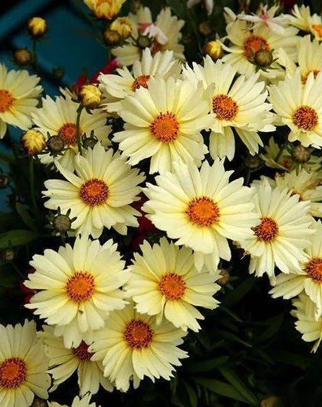 耐寒又耐热的金鸡菊"小闹钟",一年开花8个月,盆栽地栽都好养