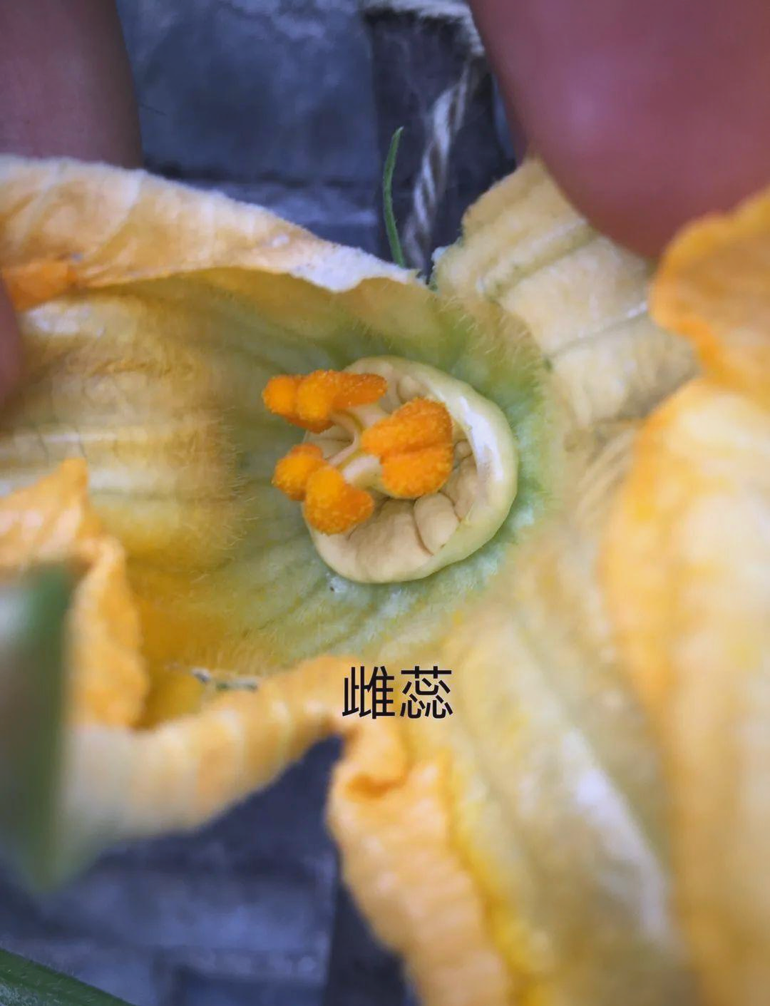 通过南瓜花深入理解单性花的概念