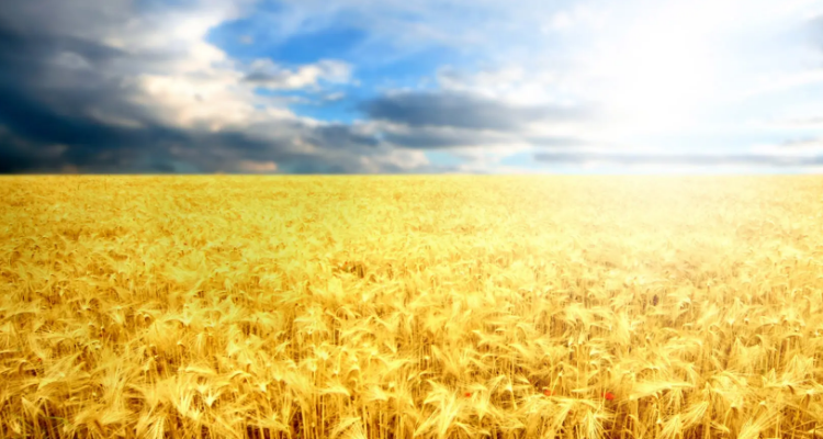 金灿灿的稻田像什么比喻句