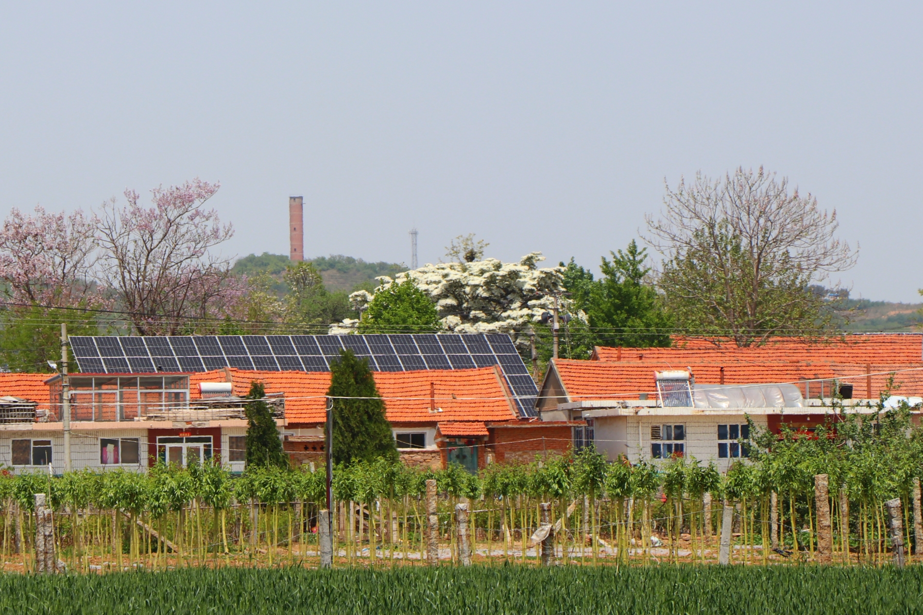 看图:走进莱阳市沐浴店镇庙在头村,参观流苏开花的美景